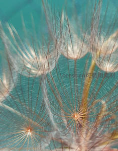 水下蒲公英种子的梦幻抽象特写