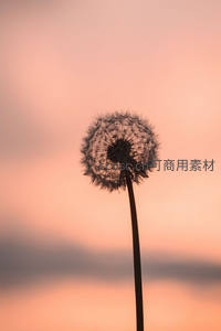 日落时分蒲公英的剪影之美