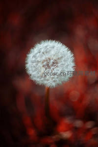 红影背景中孤傲绽放的蒲公英球