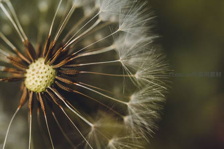 蒲公英花托特写，绒毛根部纹理分明
