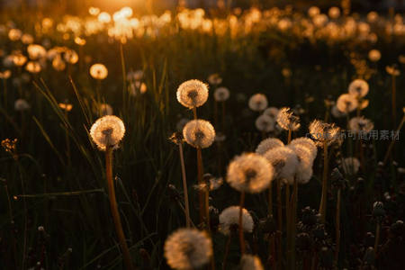 金色黄昏下蒲公英田野波光粼粼