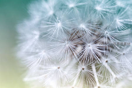 青蓝背景下蒲公英绒毛的极致特写