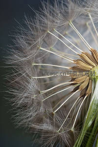 蒲公英种子特写，纤细绒毛清晰可见