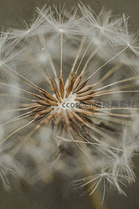 俯视蒲公英花盘，几何对称之美