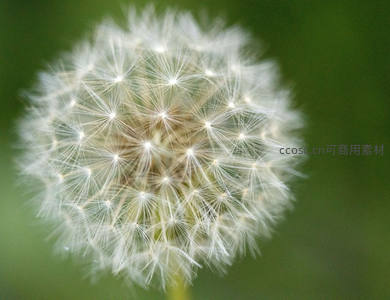 纯白蒲公英球体，绿意盎然背景
