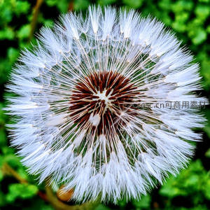 正面蒲公英全貌，白色绒球如雪