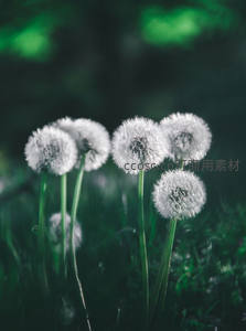 草地上蒲公英群落，静谧自然之景