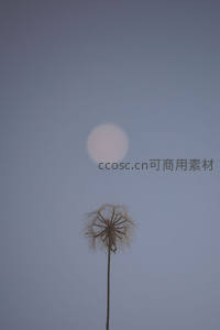 孤寂蒲公英仰望天空中的圆月