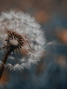 风起时，蒲公英种子轻盈飘散