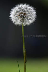 茎上青虫爬行，蒲公英静待风来