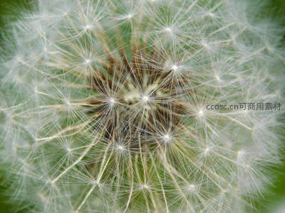 蒲公英种子球的精细结构特写镜头