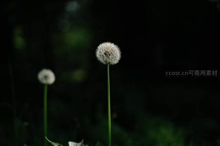 两株蒲公英绒球在幽暗森林中静默伫立