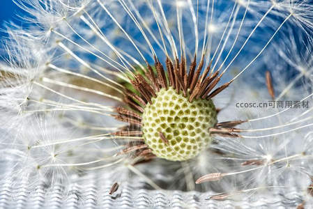 蒲公英种子头的蜂窝状结构与绒毛特写