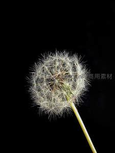 黑色背景下的蒲公英微距特写