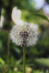 绿意盎然中绽放的蒲公英球