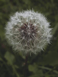 蒲公英绒球的细腻纹理特写