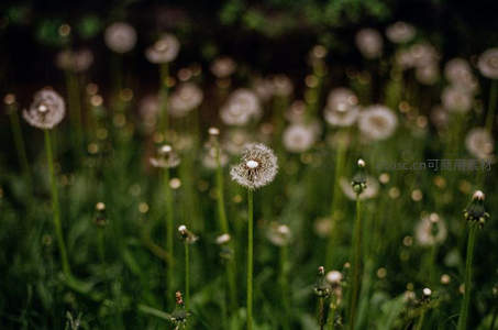 草地上成片蒲公英的梦幻景致