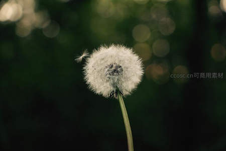 微风轻拂飘散的蒲公英种子
