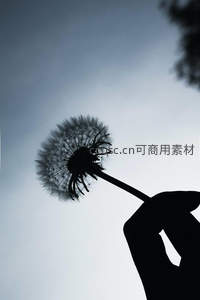 剪影中手持蒲公英仰望天空