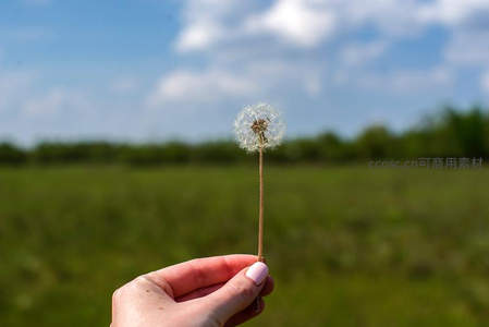 手握蒲公英，微风轻拂田野