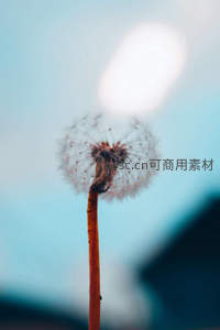 单株蒲公英逆光下的精致轮廓