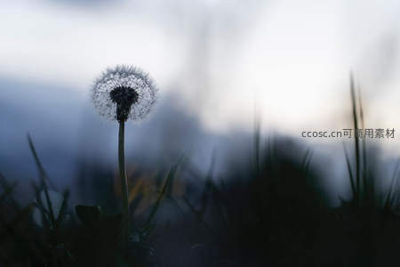 暮色中孤独的蒲公英绒球