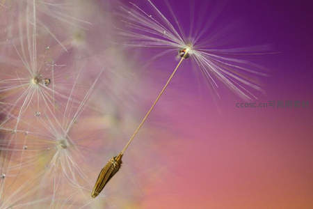 紫霞中飘散的蒲公英种子