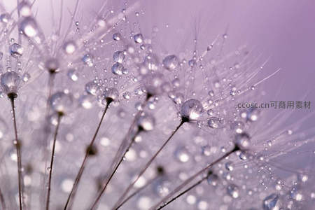 紫色光影下的蒲公英露珠