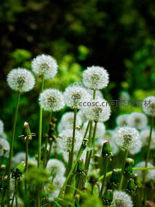 绿野中成群蒲公英随风摇曳