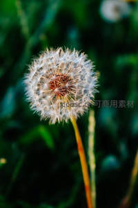 逆光下蒲公英绒球特写