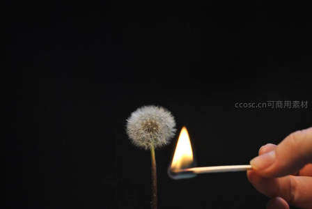火柴点燃蒲公英绒球的瞬间
