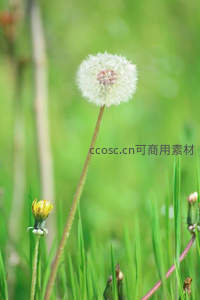 绿草丛中亭亭玉立的蒲公英