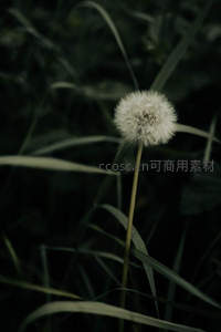 暗影中孤寂绽放的蒲公英花球