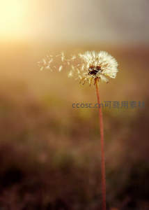 夕阳下蒲公英种子随风飘散如梦