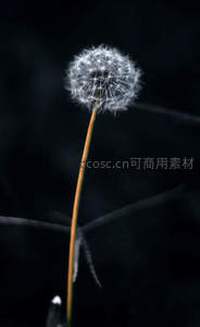 暗夜中孤傲绽放的蒲公英