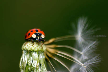 瓢虫停驻在蒲公英绒球之上