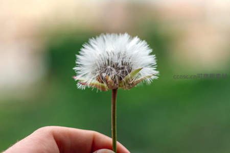 掌心托举蓬松蒲公英绒球