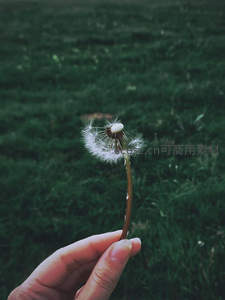 绿茵草地上的残缺蒲公英