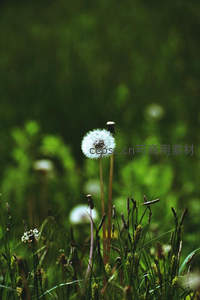 绿野中孤寂的蒲公英绒球