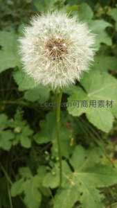 阳光下饱满的蒲公英种子头