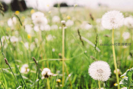 春风拂过蒲公英的梦幻田野