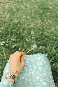 女孩裙摆旁轻握的蒲公英