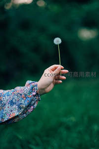 手握单支蒲公英，绿意盎然背景