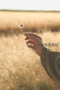 夕阳下手中轻握蒲公英，田野金黄