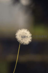 微距下的蒲公英绒球，柔美而精致