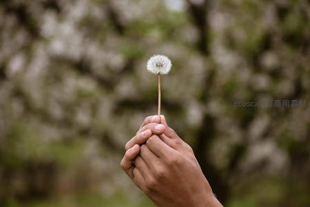 双手轻握蒲公英，传递温柔祝福