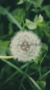 绿叶丛中洁白蒲公英球体特写