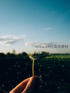 田野蓝天下手持飞散蒲公英瞬间