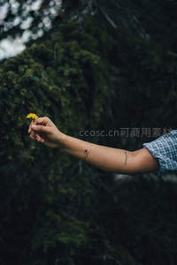 手臂轻托黄色蒲公英于深绿树影前