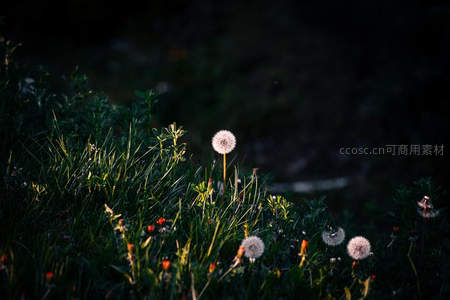 暮色草丛中的蒲公英绒球